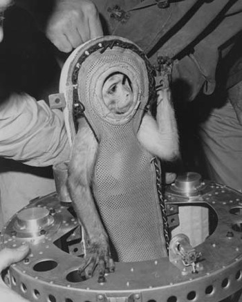 Miss Sam, la scimmietta lanciata nello spazio dagli americani